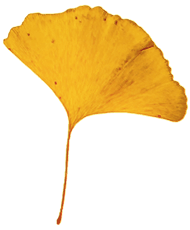 Blatt