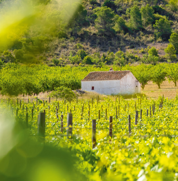 Weinberg in Spanien