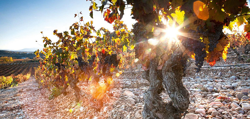 Sonnenstrahlen durch Weinreben in herbstlichem Weinberg, Steine am Boden.