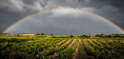 Regenbogen über einem grünen Feld unter bewölktem Himmel.