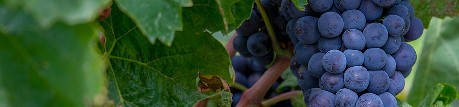 Tempranillo