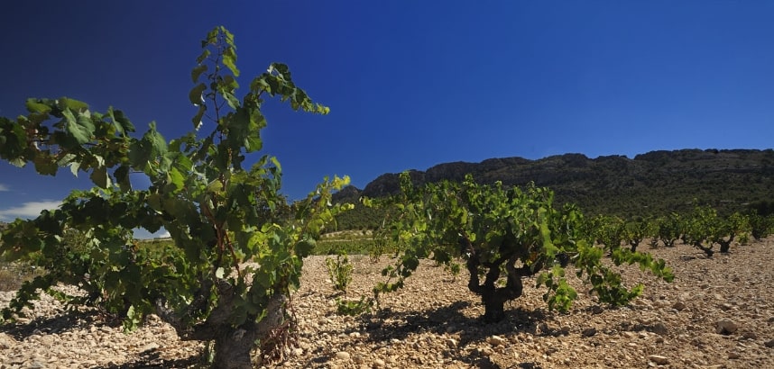 Knorrige Monastrell-Reben