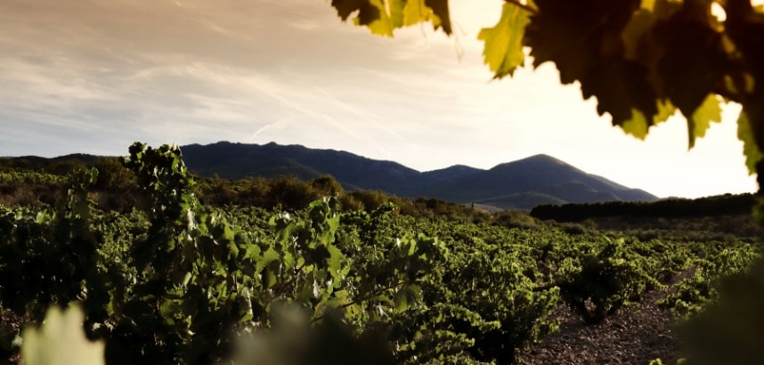 Ausblick Weinberg