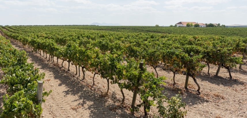 Die Weinberge werden nachhaltig ohne  Einsatz von Unkrautvernichtern  bewirtschaftet