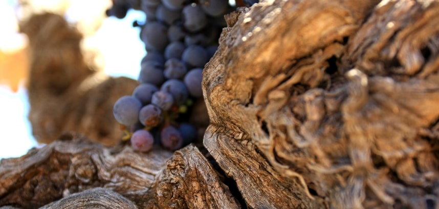 Nahaufnahme Monastrell Rebstock