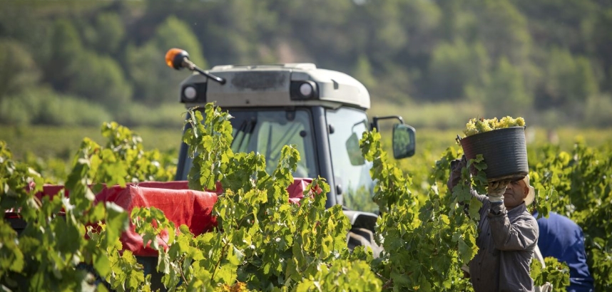 Weinlese mit Traktor im Weinberg, Arbeiter trägt Eimer mit Trauben.