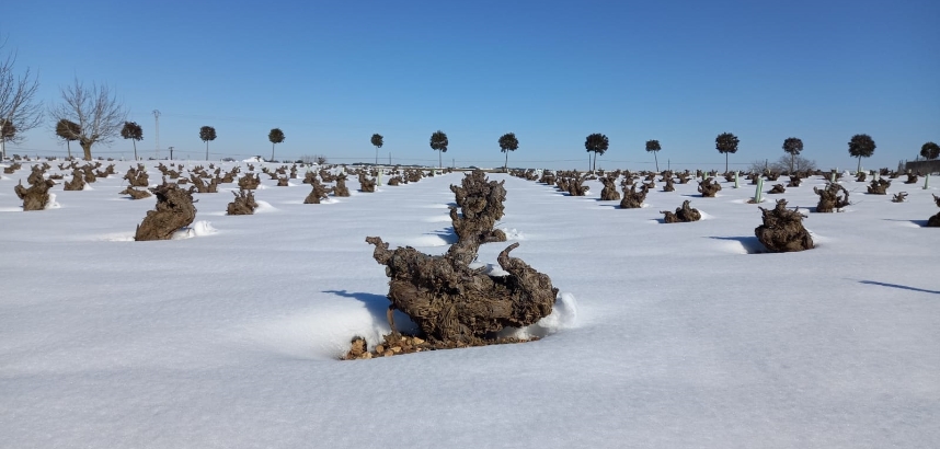 Weinreben im Schnee unter blauem Himmel, Winterlandschaft.