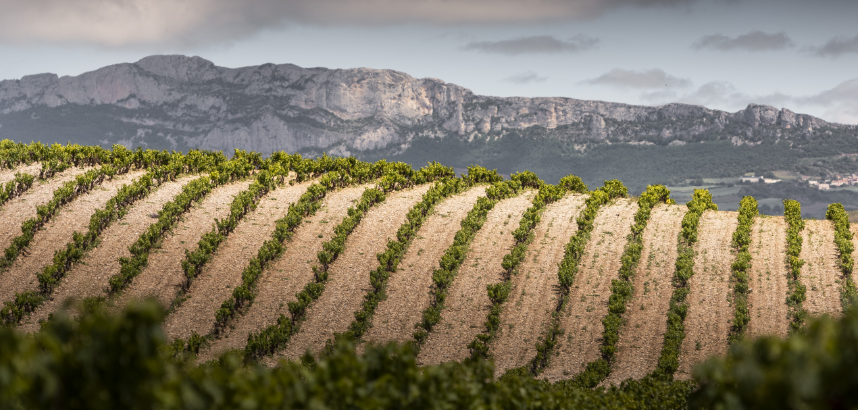 Weinberge mit Bergkulisse unter bewölktem Himmel.