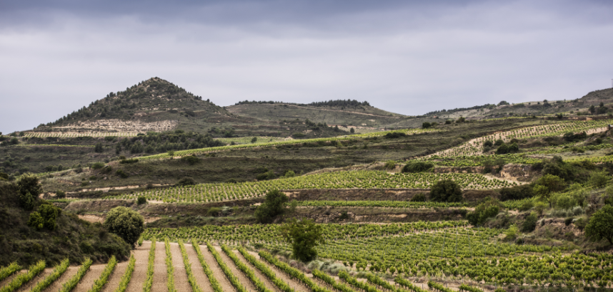 Weinberge auf hügeliger Landschaft unter bewölktem Himmel.