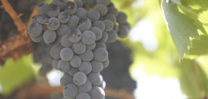 Mencia Traube