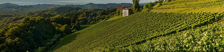 Nachhaltige Weine von Ramón Bilbao