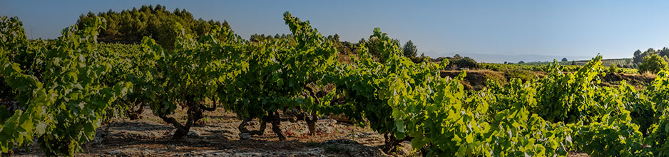 Weine von Bodegas Bàrbara Forés