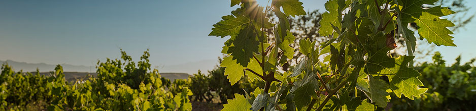 Weine von La Rioja Alta