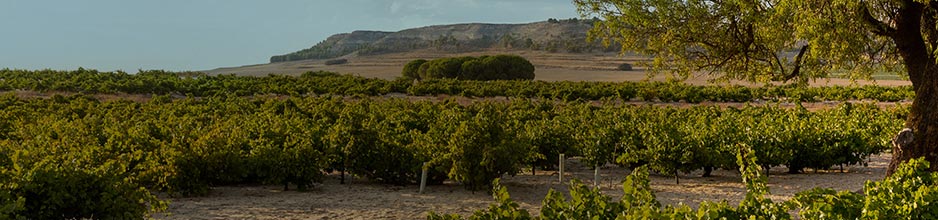 Weine aus Rueda kaufen | Vinos, Spanien-Spezialist