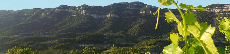 Alle Weine aus Valle de la Orotava DOP