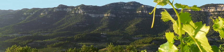 Alle Weine von Portal del Priorat