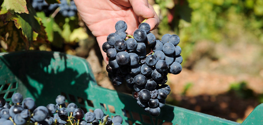 Hand hält dunkle Weintrauben über einer grünen Erntekiste im Weinberg.