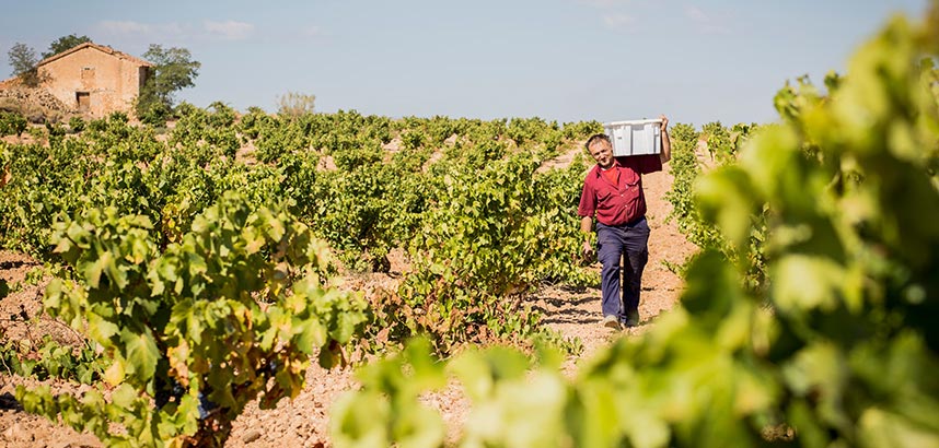 Winzer trägt eine Kiste durch sonnenbeschienene Weinreben in einem trockenen, mediterranen Weinberg