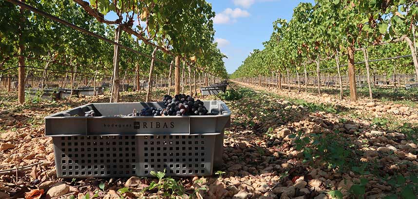 Erntekiste mit dunklen Trauben steht zwischen langen Rebzeilen im Weinberg.
